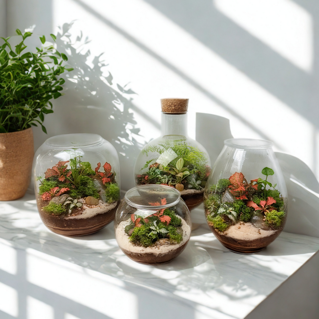 Why a Tropical Terrarium Is the Perfect Plant for Busy People