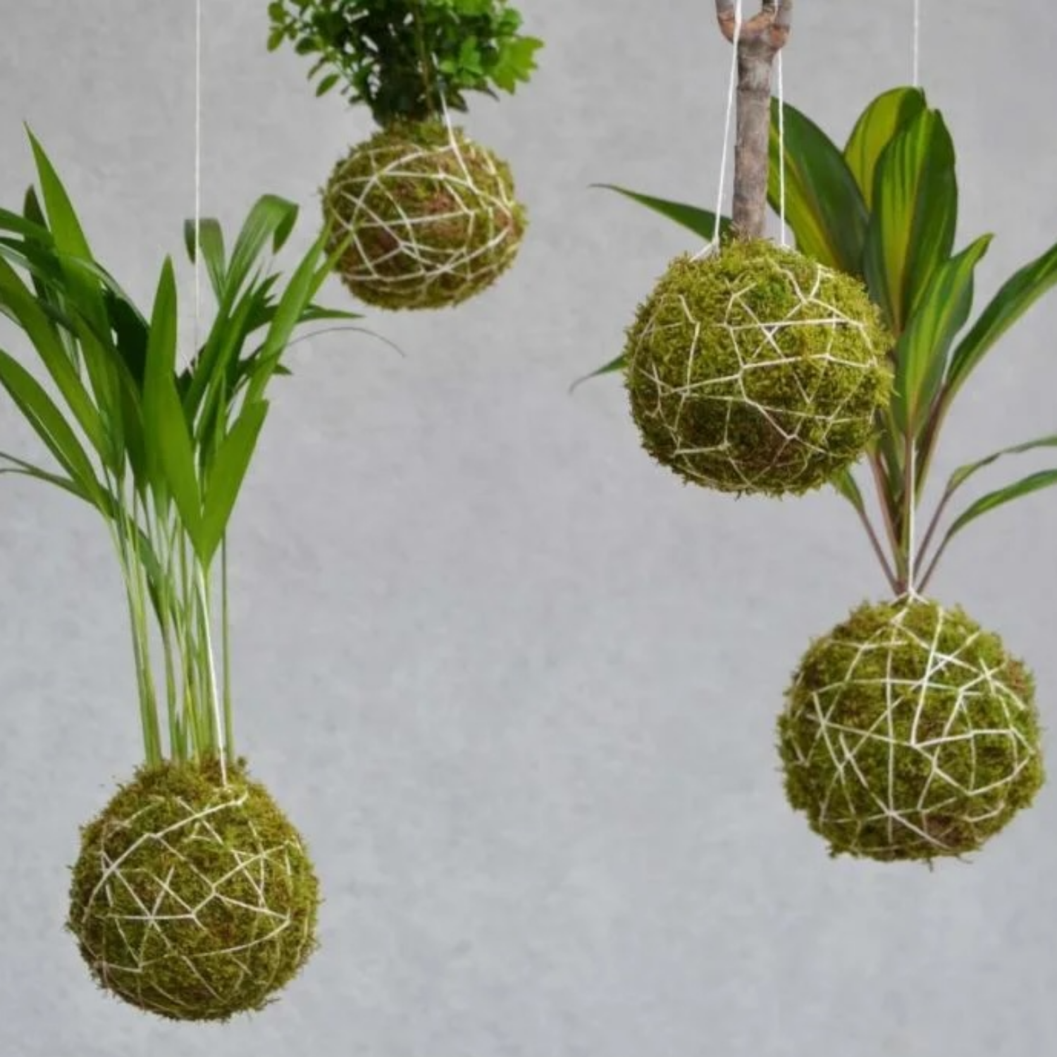 Artful Plant Arangements