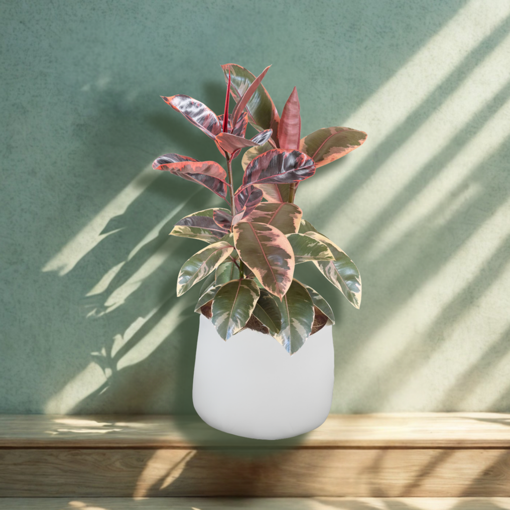 A Touch of the Tropics Trio