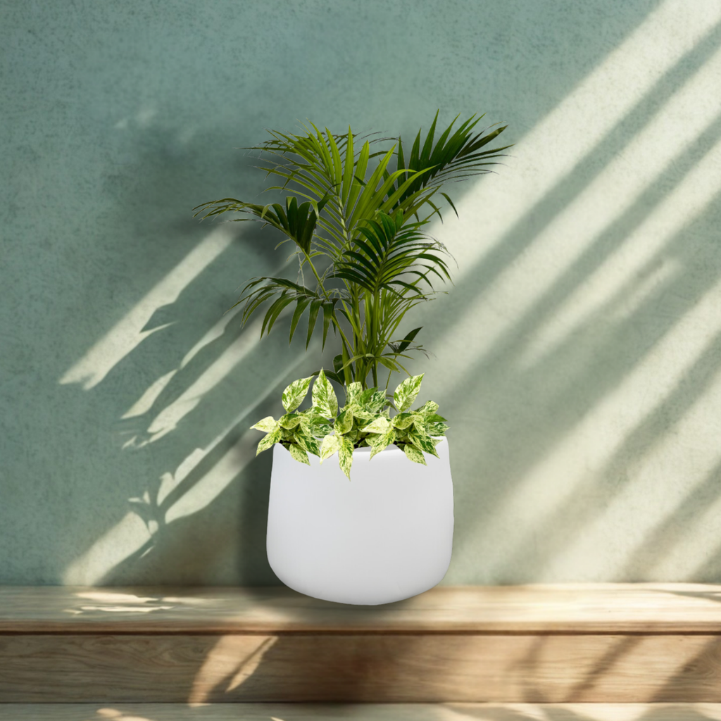 A Touch of the Tropics Trio