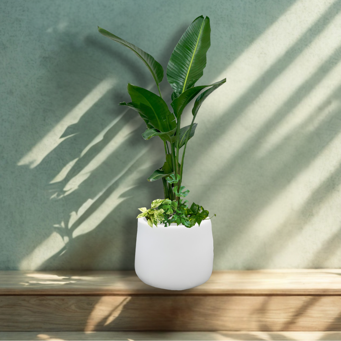 A Touch of the Tropics Trio