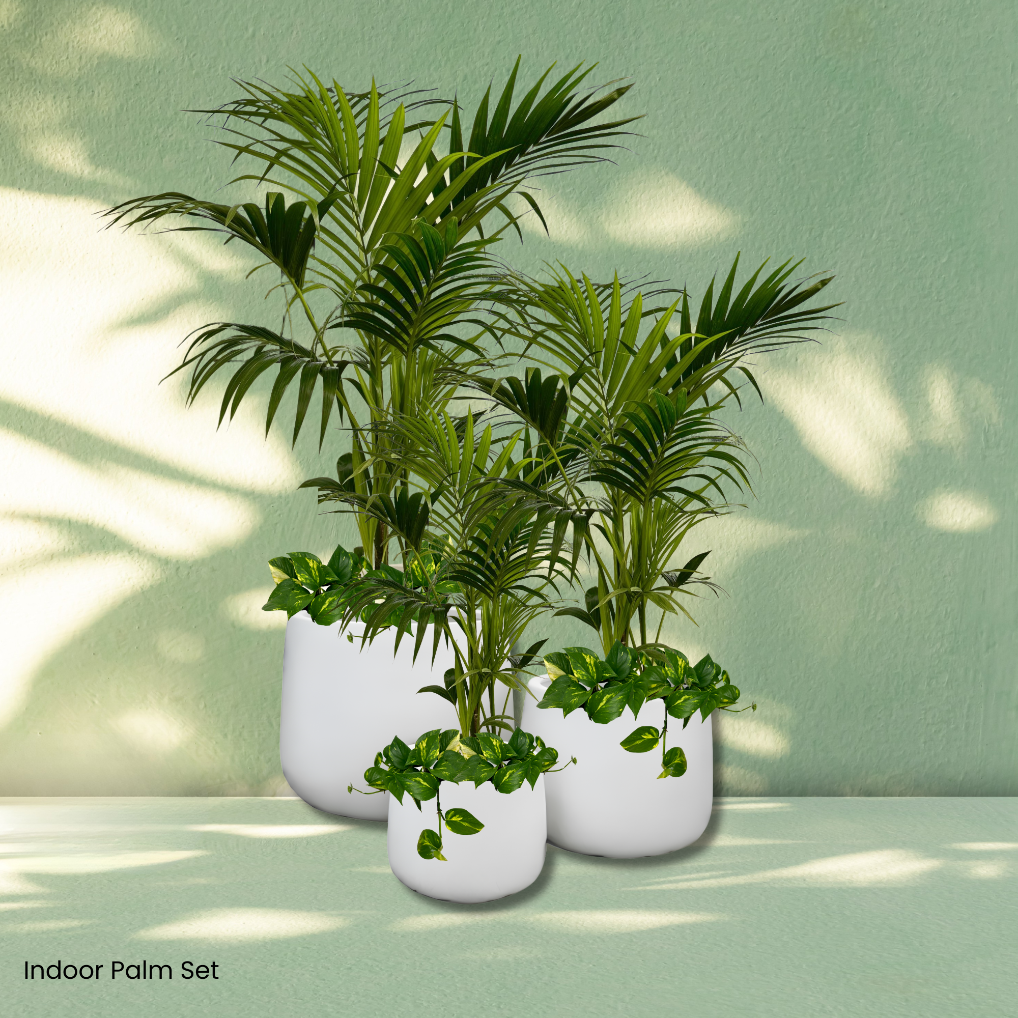 The Showstopper Plant Hire Collection