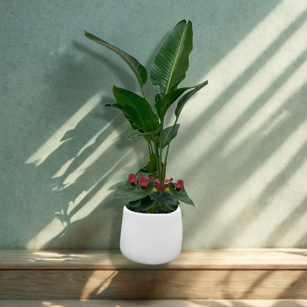 Bird of Paradise Bloom