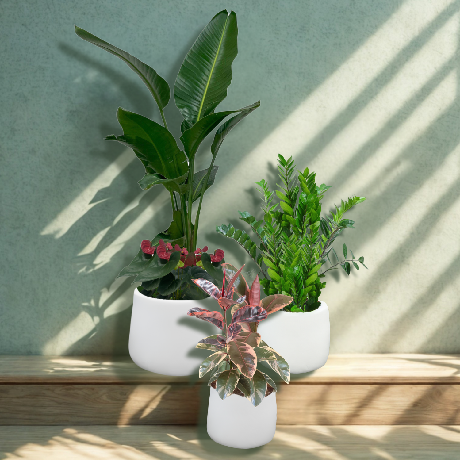 Ruby Ficus in White Planter