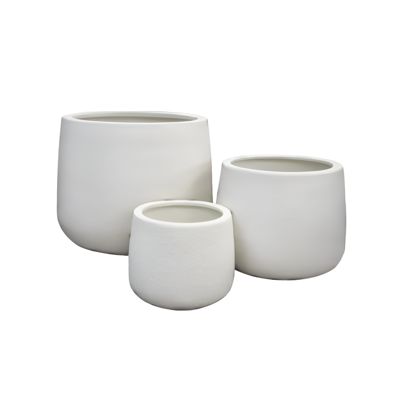 Bird of Paradise Bloom