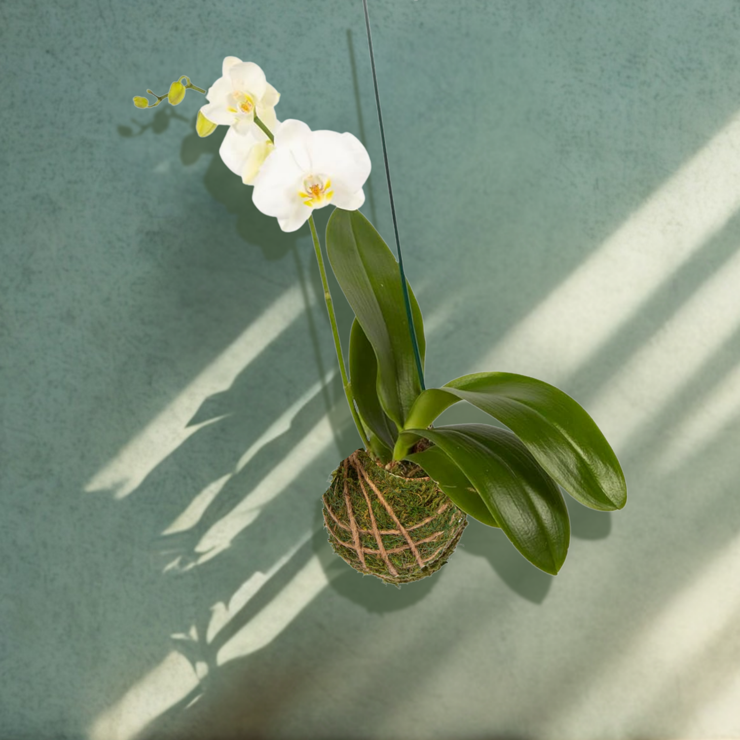 Flowering Orchid Kokedama