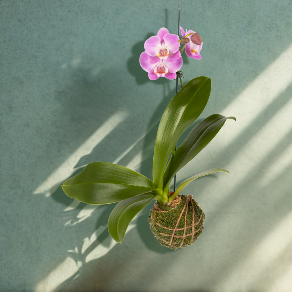 Flowering Orchid Kokedama