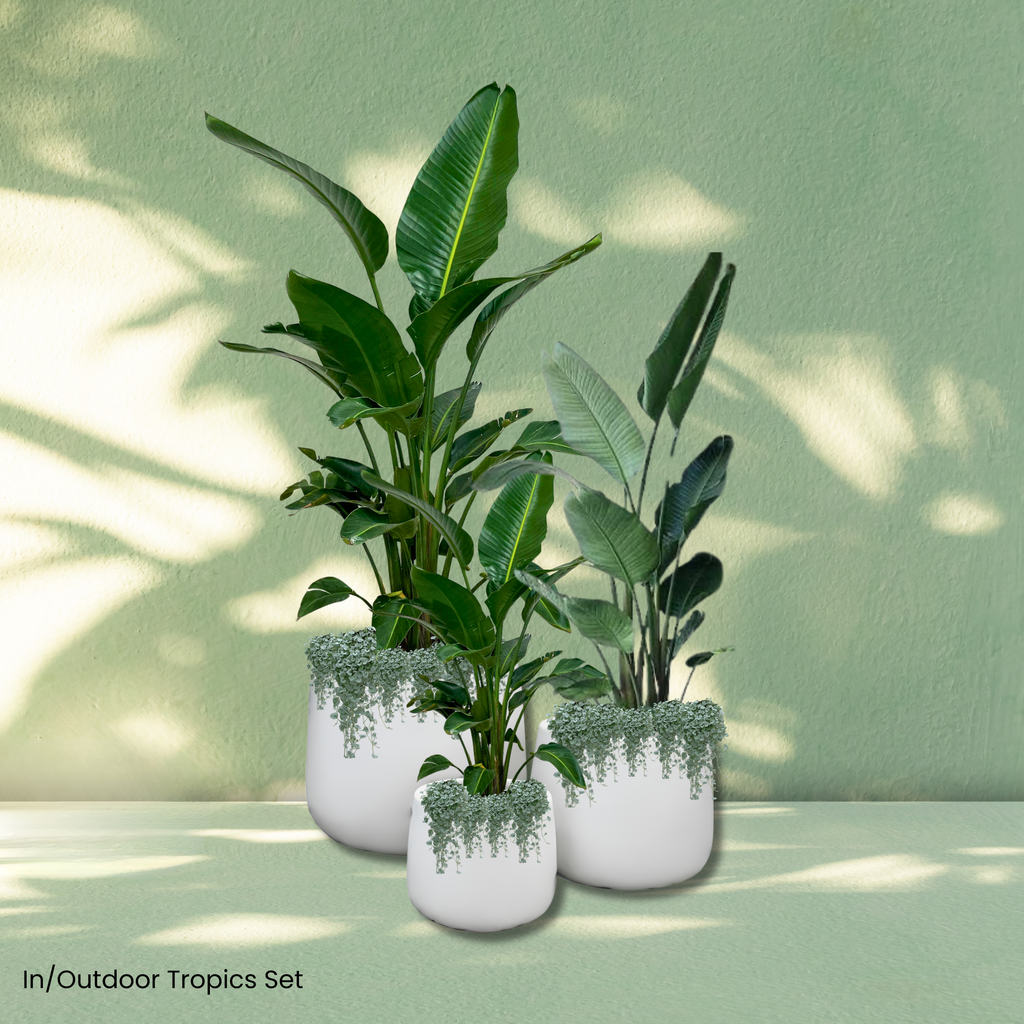 The Showstopper Plant Hire Collection