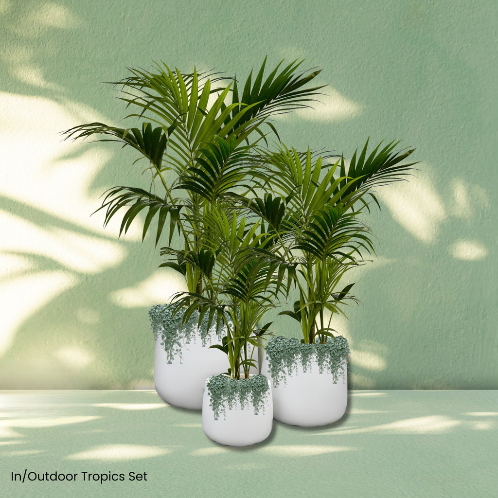 The Showstopper Plant Hire Collection