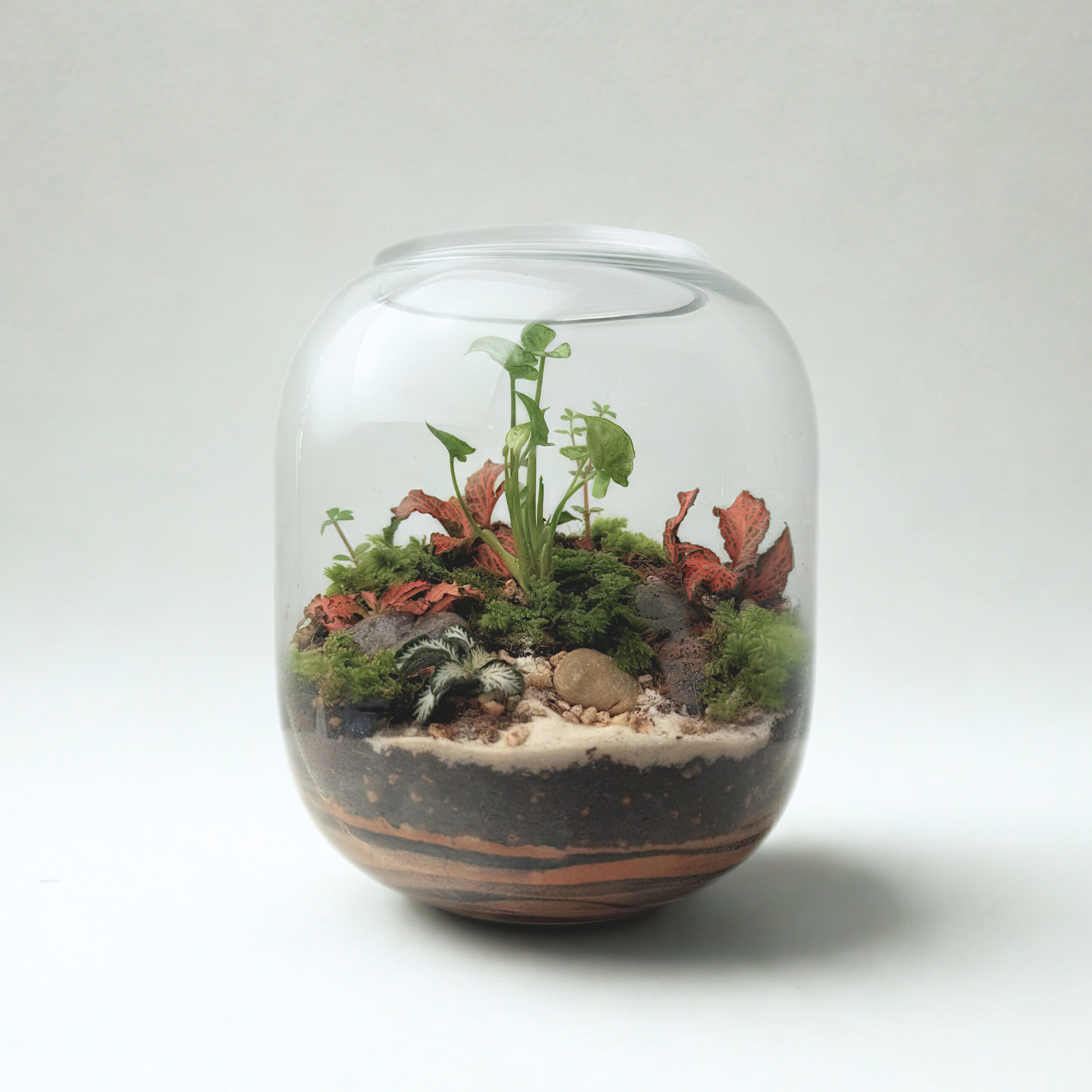 Terrarium - The Statement