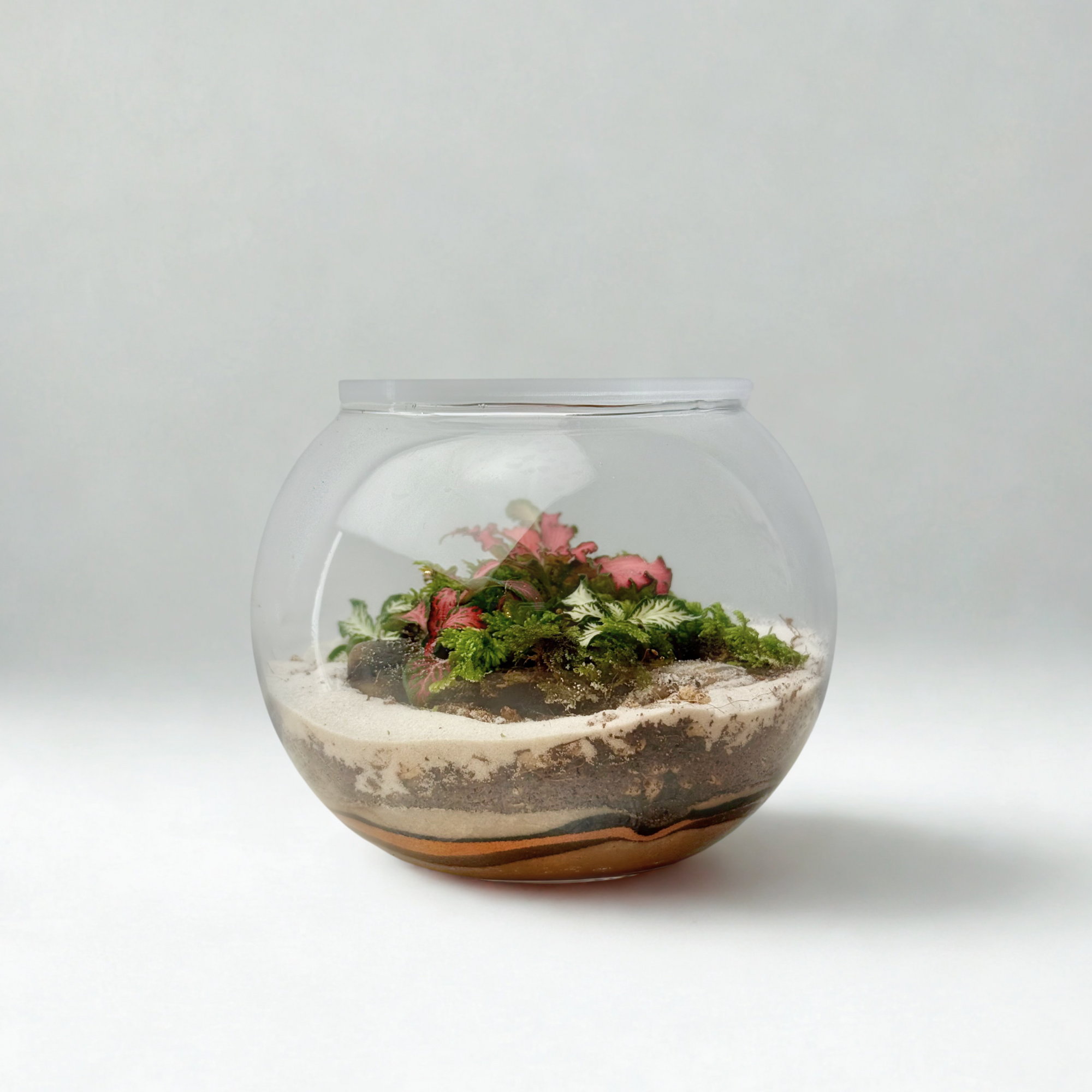 Terrarium - The Petite