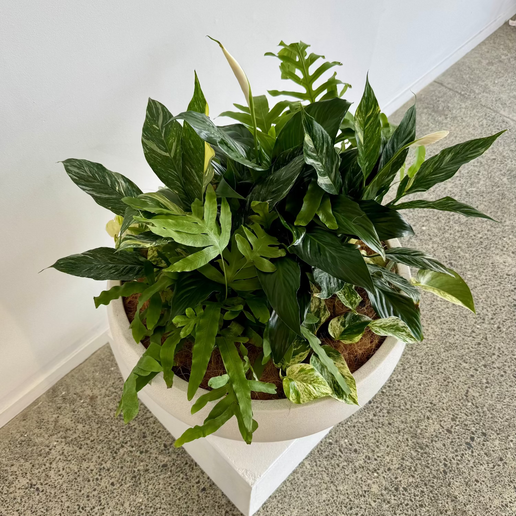 Evergreen Lily Bouquet