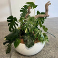 Monstera Medley