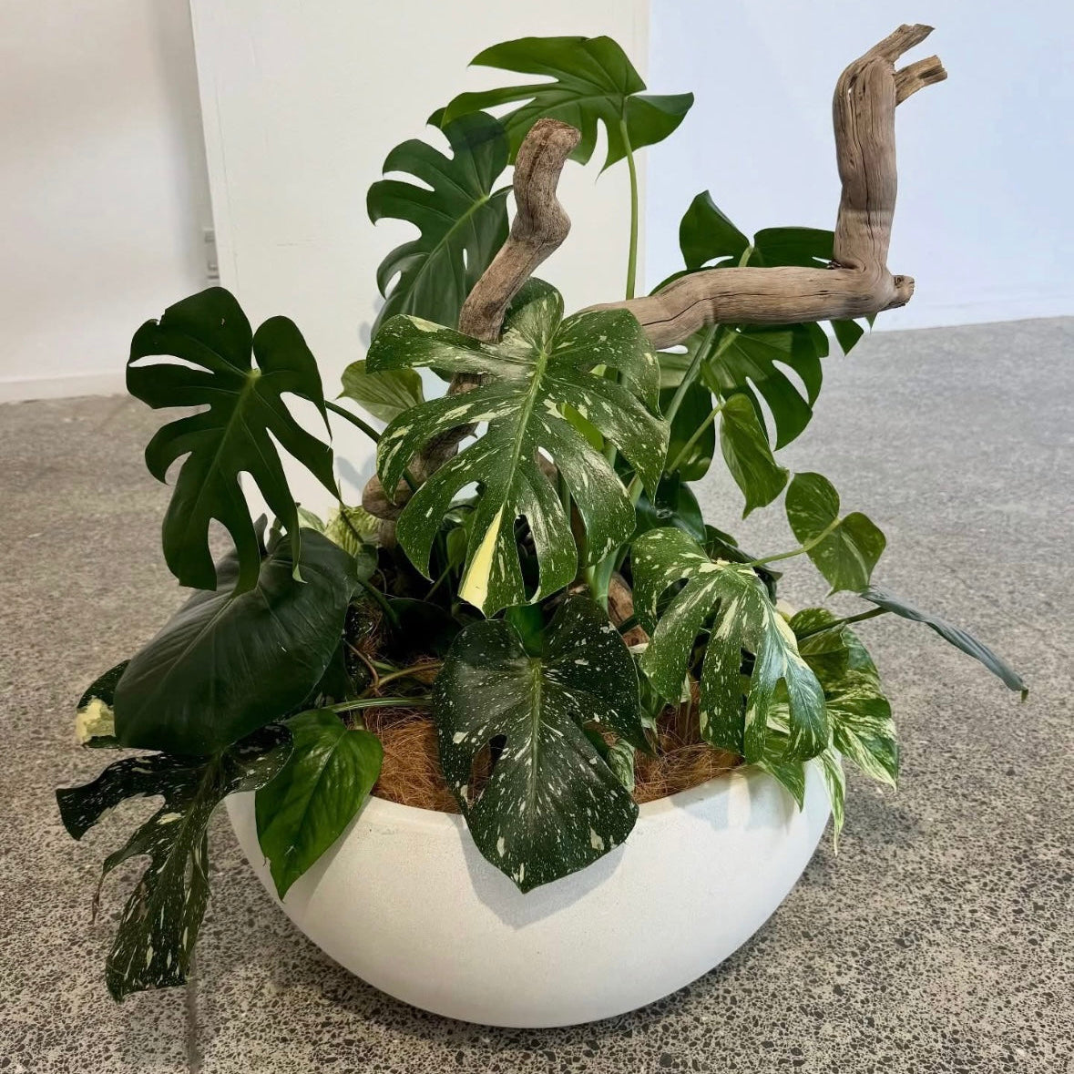 Monstera Medley