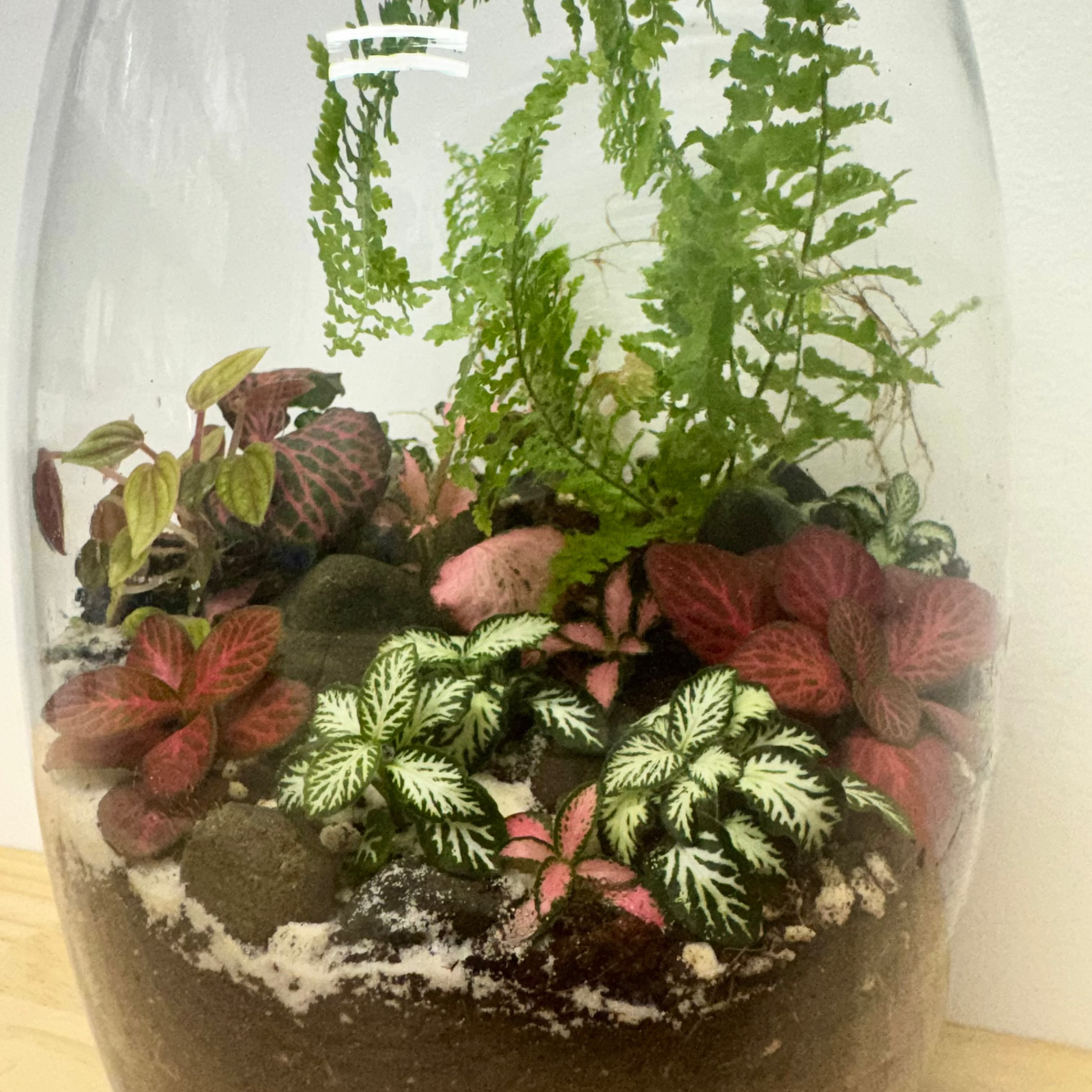 Terrarium - The Showstopper