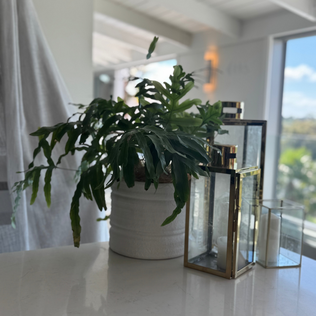 The Showstopper Plant Hire Collection