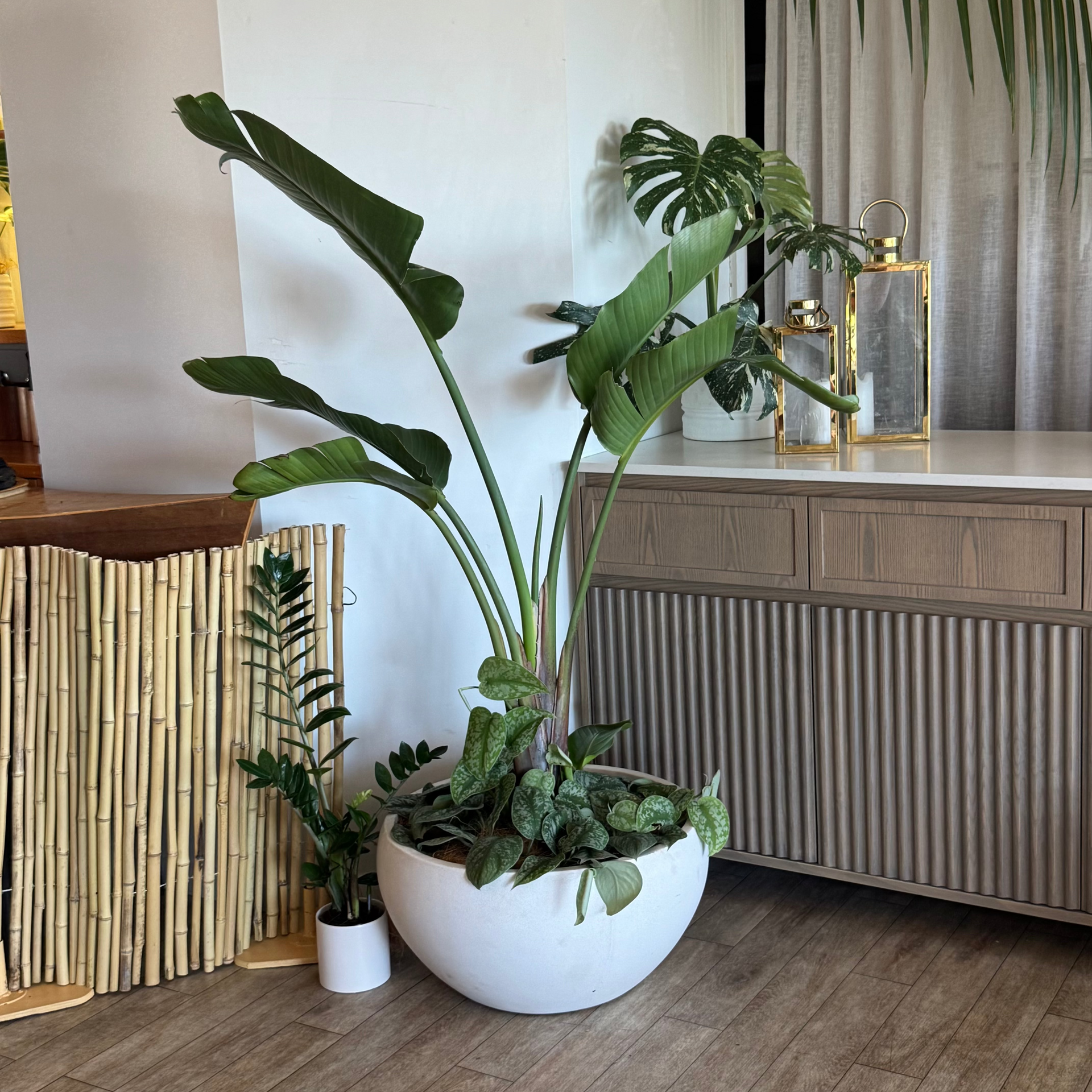 bird of paradise indoor plant nz Bird's Verdant Vista – The Living Isle