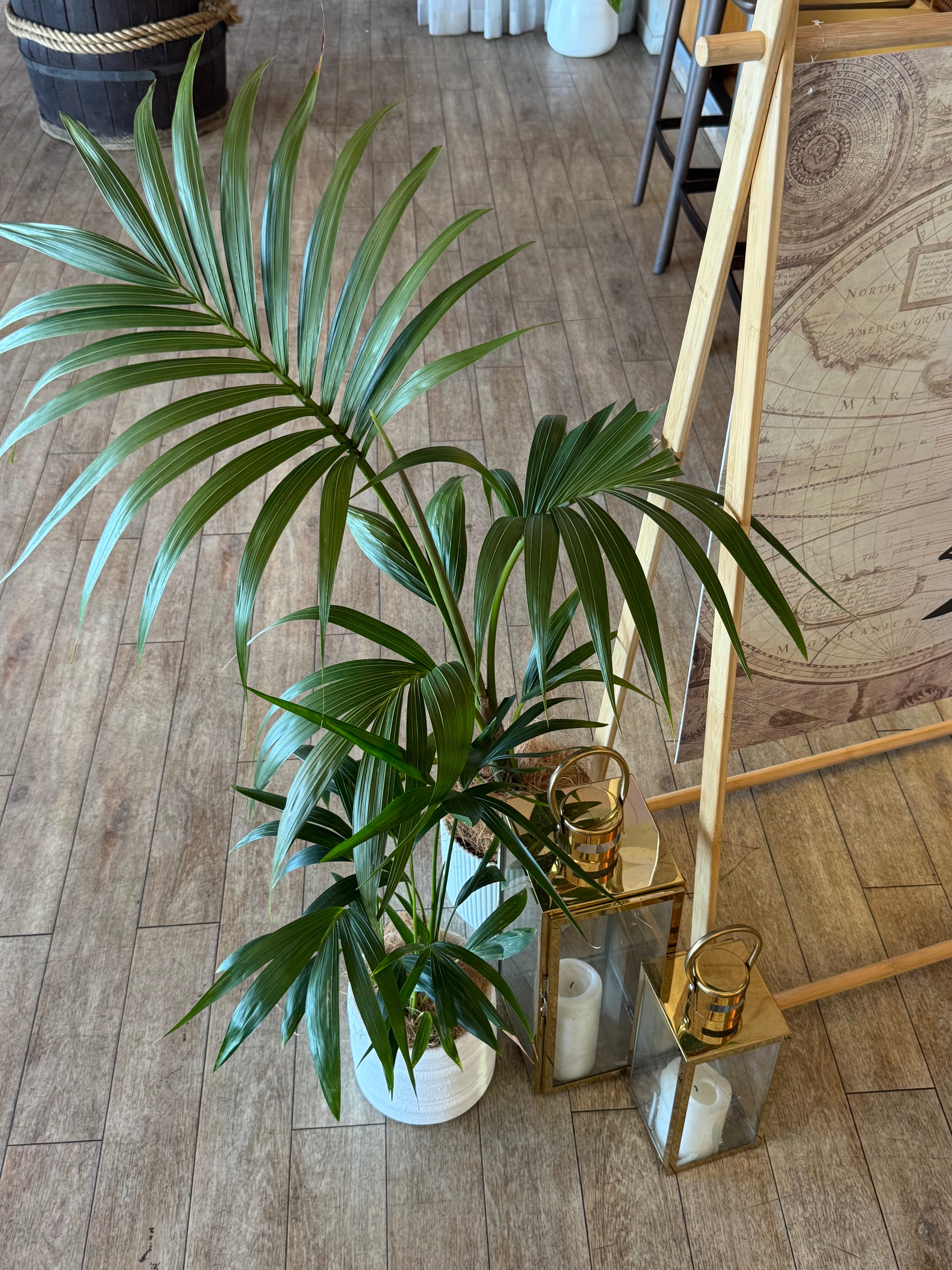 The Showstopper Plant Hire Collection