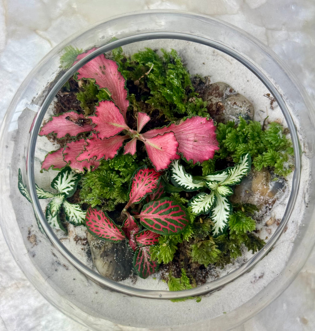 Terrarium - The Petite