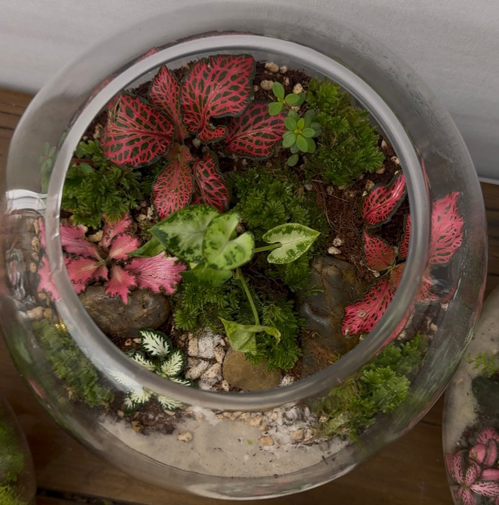 Terrarium - The Statement