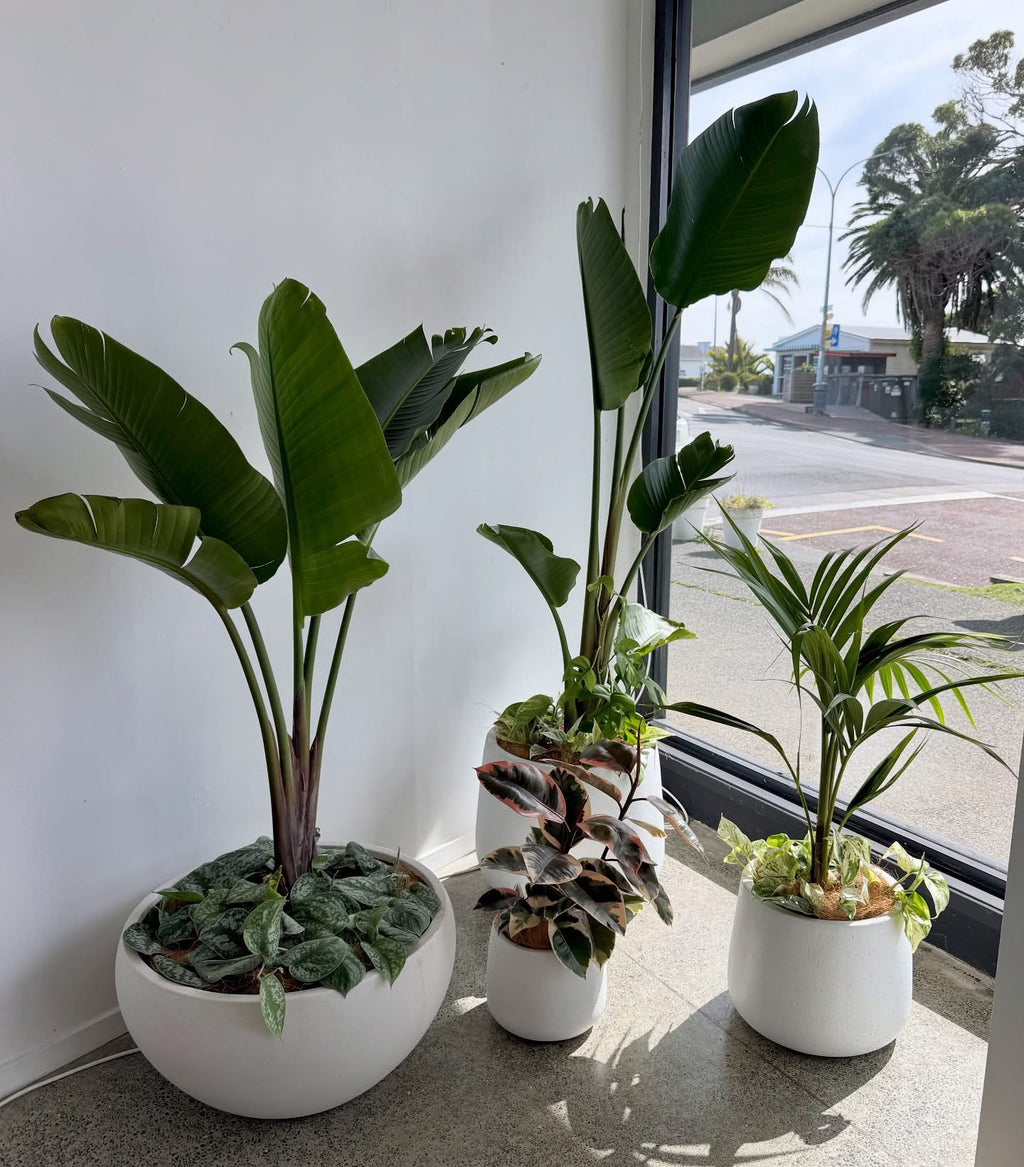 Ruby Ficus in White Planter
