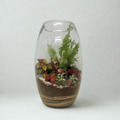 Terrarium - The Showstopper