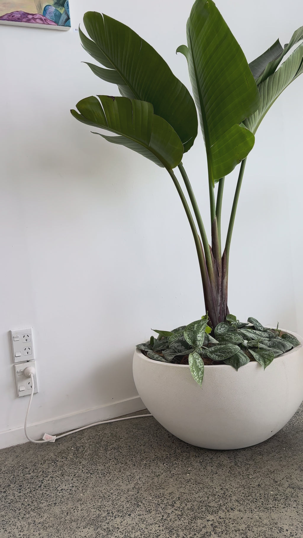 A Touch of the Tropics Trio