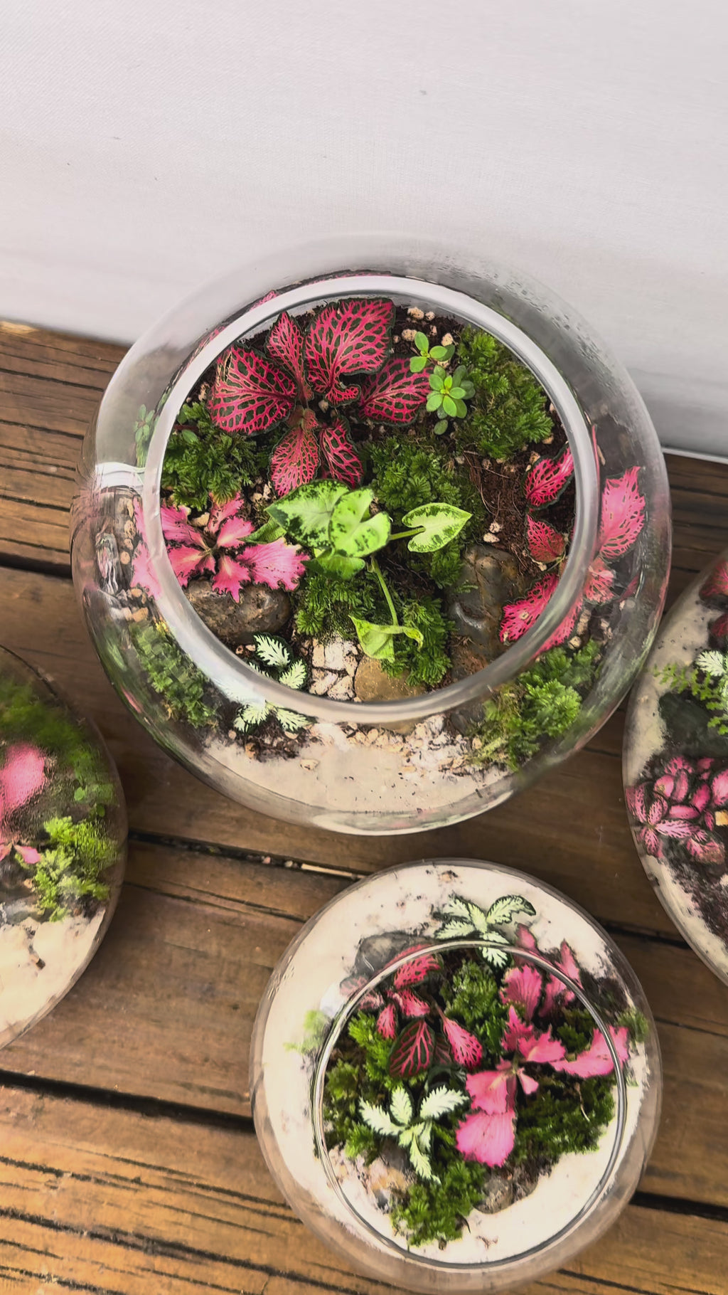 Terrarium - The Statement