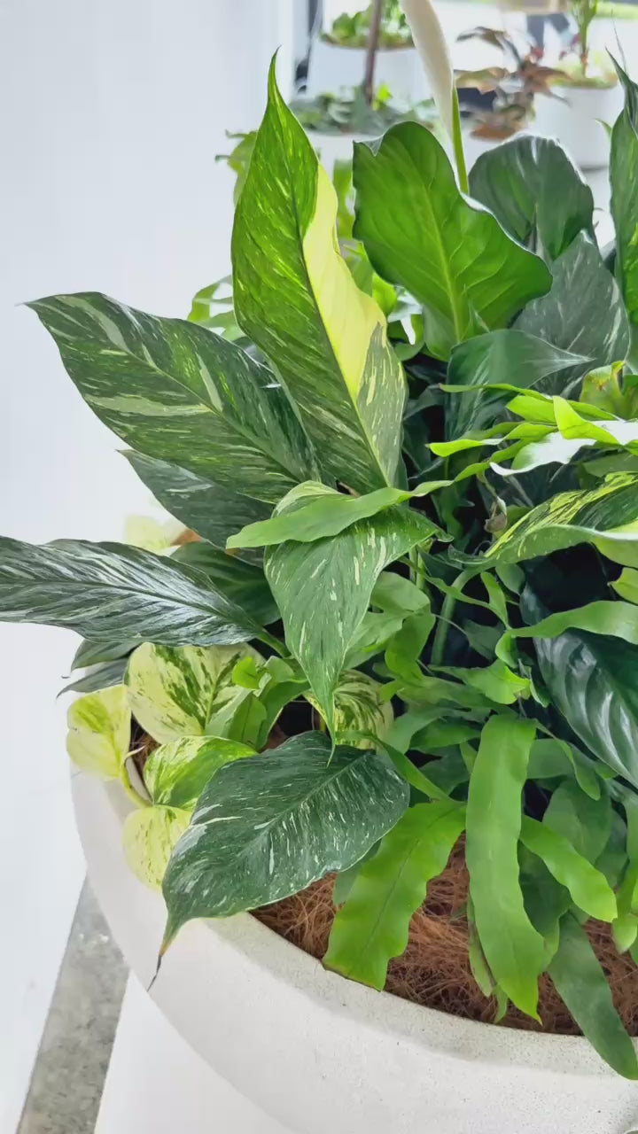 Evergreen Lily Bouquet