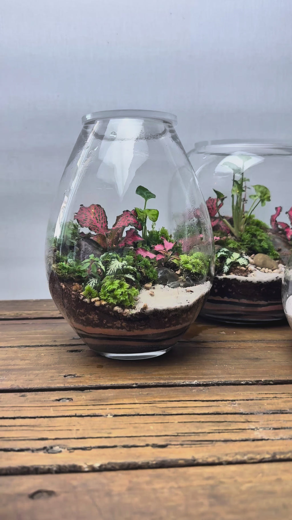 Terrarium - The Classic