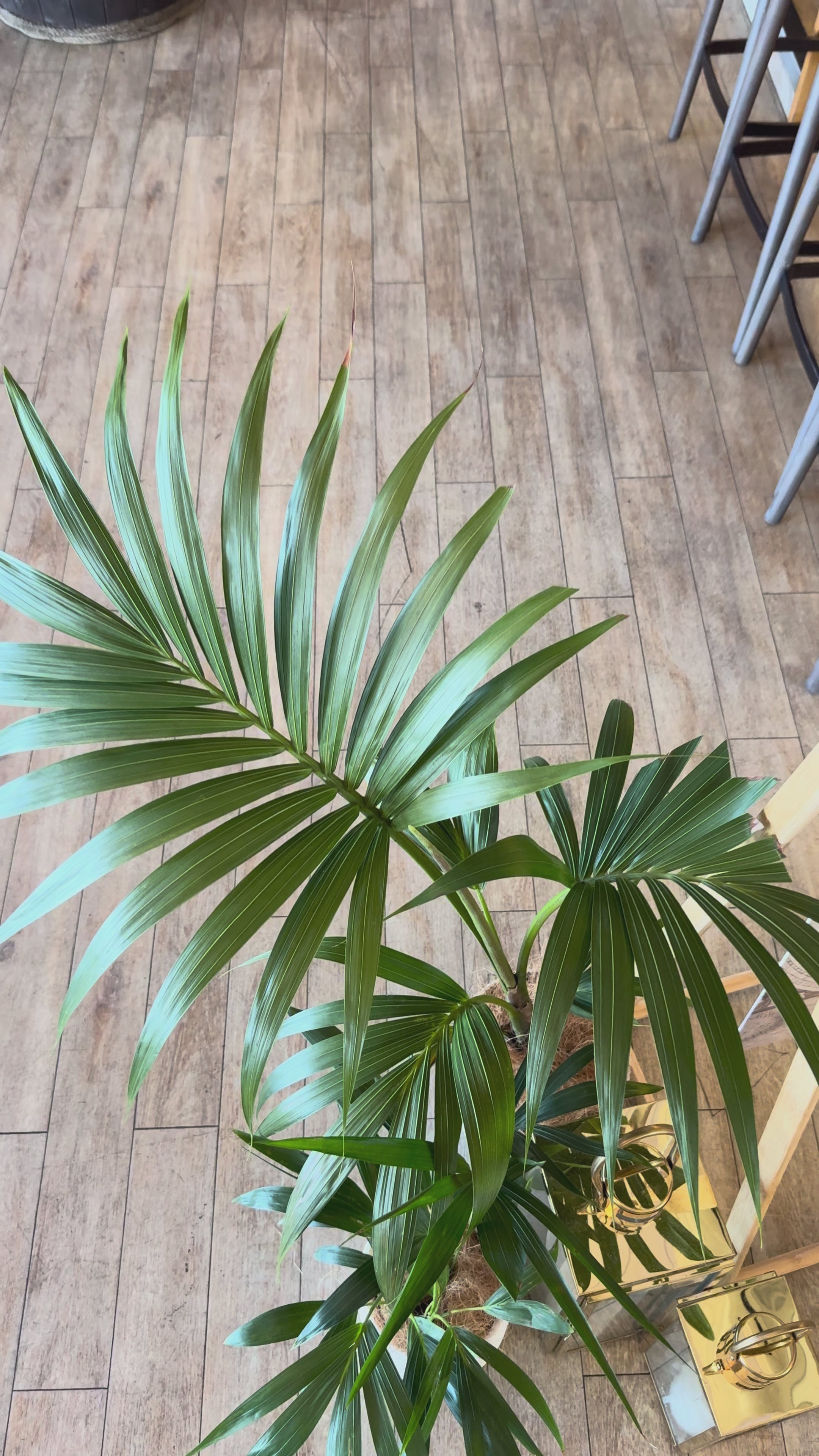 The Showstopper Plant Hire Collection